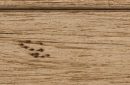 Rustic Maple Buckskin Appaloosa Oak Peppercorn