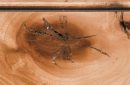 Rustic Maple Natural Burnt Sienna Glaze Oak Peppercorn